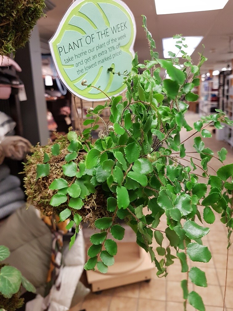 Kingston Florist Flower Delivery by Pam's Flower Garden